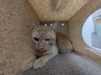OSMOSIS - Domestic Shorthair / Mix available for adoption