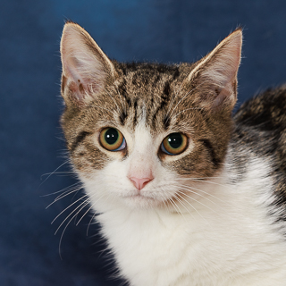 VICINITY - Domestic Shorthair / Mix available for adoption