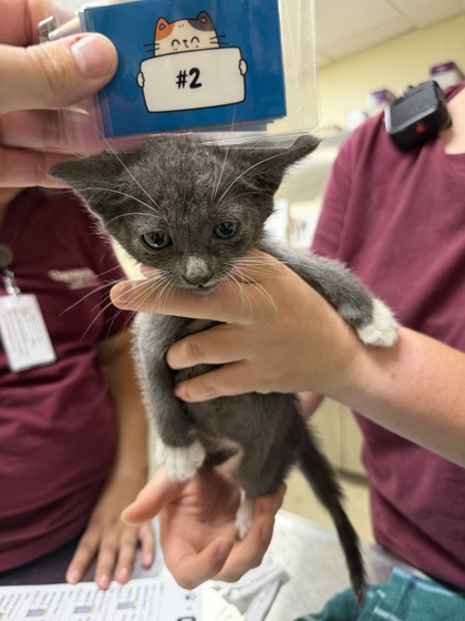 KROGER - Domestic Shorthair / Mix for adoption in Chesapeake