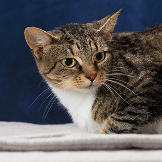 JENNIFUR - Domestic Shorthair / Mix available for adoption