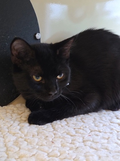 ANJOU - Domestic Shorthair / Mix available for adoption