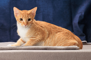 DING DONG DITCH - Domestic Shorthair / Mix available for adoption