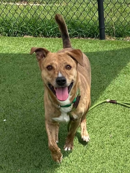 BEAR - Mixed Breed, Large (over 44 lbs fully grown) / Mix available for adoption