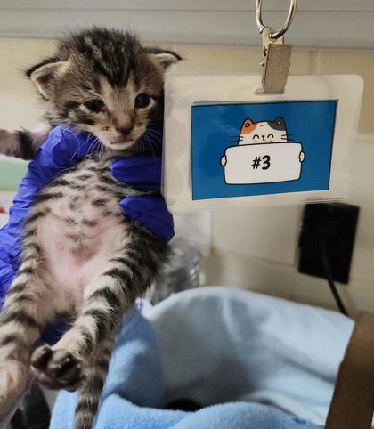 ARTHUR - Domestic Shorthair / Mix available for adoption