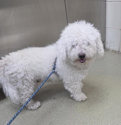 PRINCE - Bichon Frise / Mix available for adoption