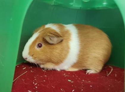 PENELOPE - Guinea Pig / Guinea Pig available for adoption