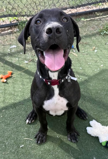 QUINBY - Hound / Mix for adoption in Chesapeake