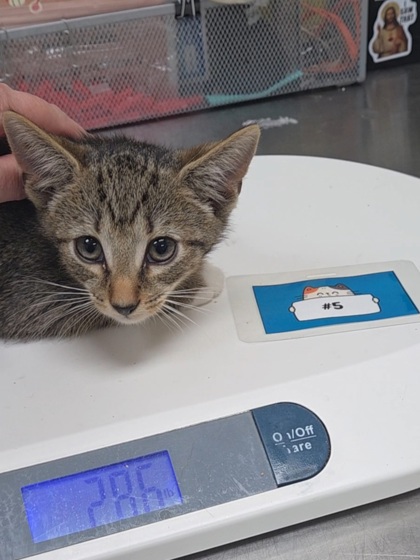 LEONARD - Domestic Shorthair / Mix available for adoption