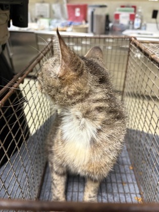LARAI - Domestic Shorthair / Mix available for adoption