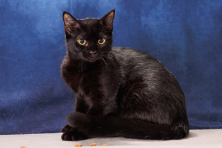ANJOU - Domestic Shorthair / Mix available for adoption