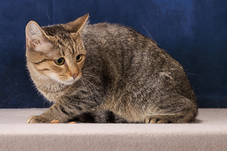 CHOBANI - Domestic Shorthair / Mix available for adoption
