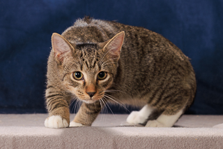 LEONARD - Domestic Shorthair / Mix available for adoption