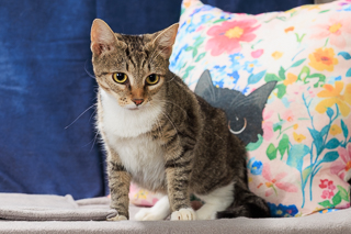 TABBYTHA - Domestic Shorthair / Mix available for adoption