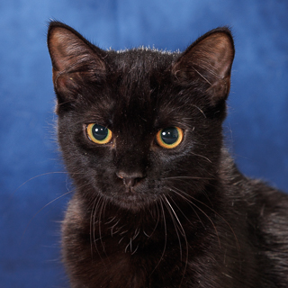 ANJOU - Domestic Shorthair / Mix available for adoption