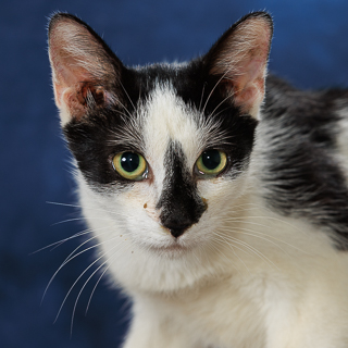 ROGUE PLANET - Domestic Shorthair / Mix available for adoption