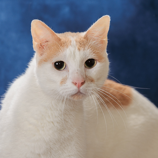 HULK HOGAN - Domestic Shorthair / Mix available for adoption