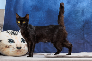 WATERMELON SEED - Domestic Shorthair / Mix available for adoption