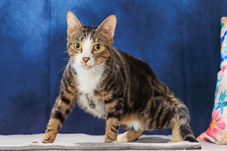 MARCO - Domestic Shorthair / Mix available for adoption