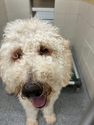 CORNBREAD - Mixed Breed, Large (over 44 lbs fully grown) / Mix available for adoption