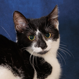 JACKIE - Domestic Shorthair / Mix available for adoption