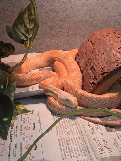 ROJA - Snake / Other available for adoption