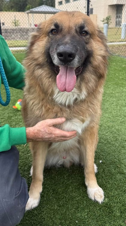 OUTLAW - Mixed Breed, Large (over 44 lbs fully grown) / Mix available for adoption