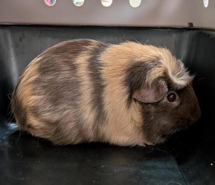 CHOCOLATE CROISSANT - Guinea Pig available for adoption