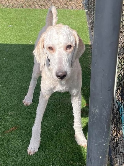 CORNBREAD - Mixed Breed, Large (over 44 lbs fully grown) / Mix available for adoption