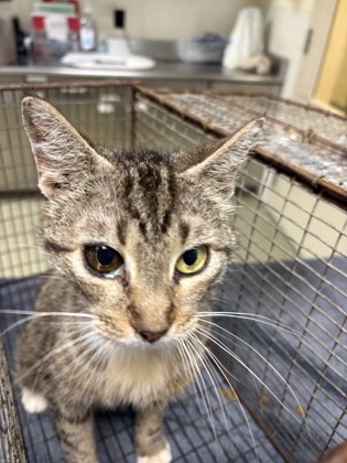 LARAI - Domestic Shorthair / Mix available for adoption