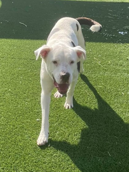ARMADILLO - Pit Bull Terrier / Mastiff available for adoption