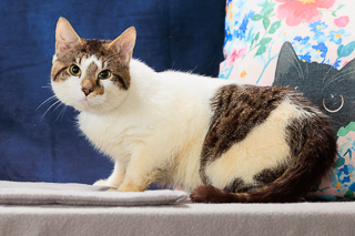 BOBBLEHEAD - Domestic Shorthair / Mix available for adoption