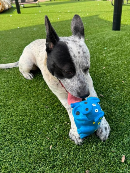 TINTA - Australian Cattle Dog / Mix available for adoption