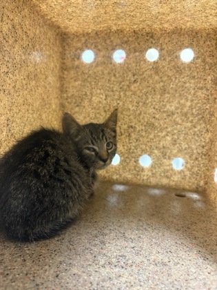 MIDAS WELL - Domestic Shorthair / Mix available for adoption