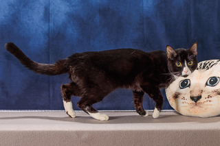 SPEARMINT - Domestic Shorthair / Mix available for adoption