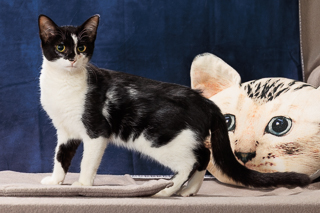 BETHANY - Domestic Shorthair / Mix available for adoption
