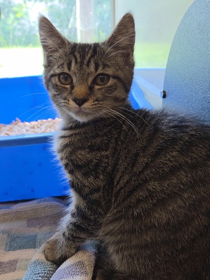 PEACHES - Domestic Medium Hair / Mix for adoption in Chesapeake