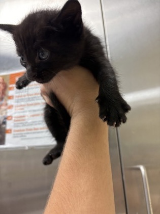 CLANCY - Domestic Shorthair / Mix available for adoption