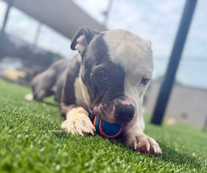 HAPPY DOGMORE - Pit Bull Terrier / Mix available for adoption