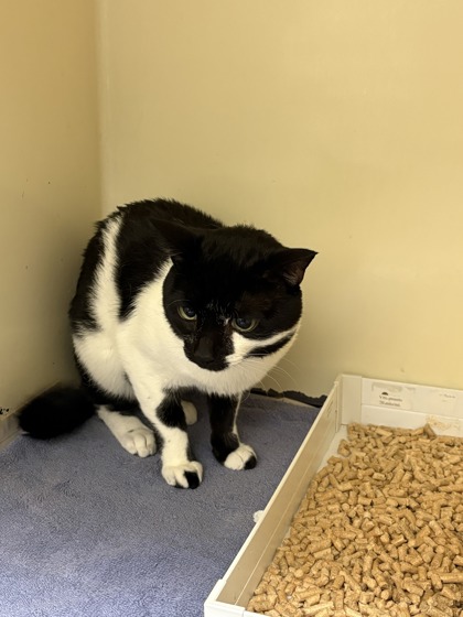 JUPITER - Domestic Shorthair / Mix available for adoption