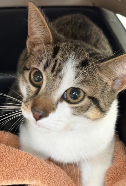CHARLIE - Domestic Shorthair / Mix available for adoption