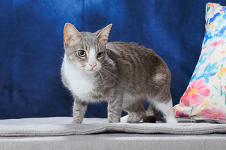 TWERP - Domestic Shorthair / Mix available for adoption