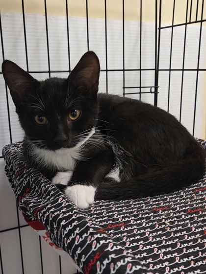 SMOKERING - Domestic Shorthair / Mix available for adoption