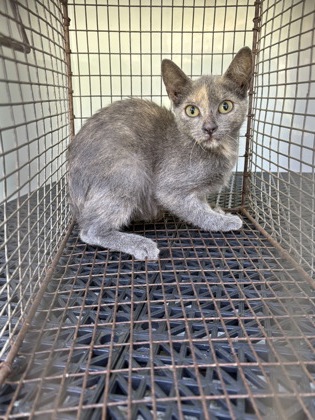 RUNA - Domestic Shorthair / Mix available for adoption