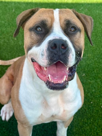 SARGE - Boxer / Mix available for adoption