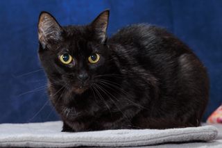 COBWEB - Domestic Shorthair / Mix available for adoption