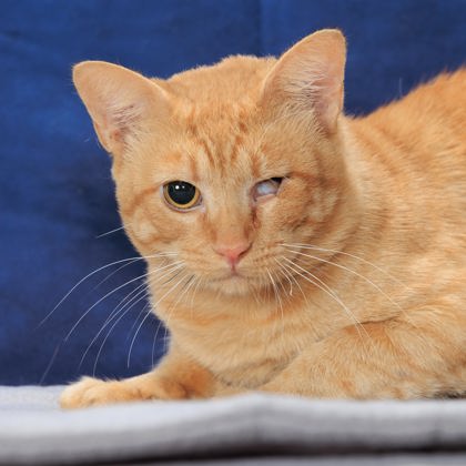 OSMOSIS - Domestic Shorthair / Mix available for adoption
