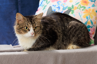 FURNANDO - Domestic Medium Hair / Mix available for adoption