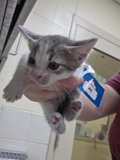 SHARK  BOY - Domestic Shorthair / Mix available for adoption
