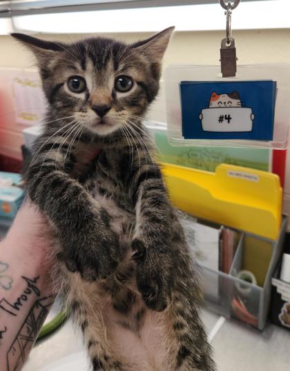 MINEY (4) - Domestic Shorthair / Mix available for adoption