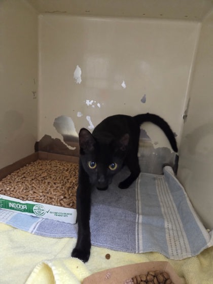 KATE - Domestic Shorthair / Mix available for adoption